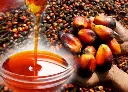palm oil pic.webp