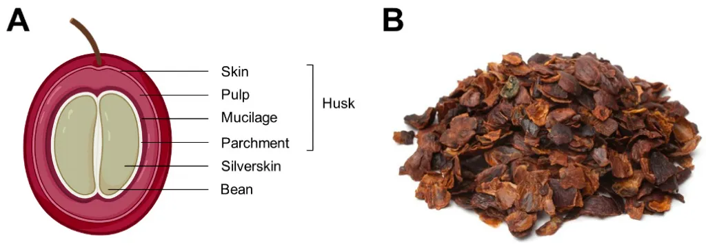 coffee husk part.webp